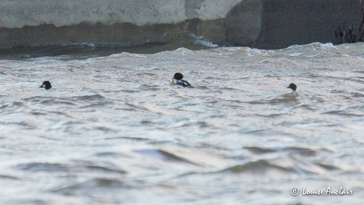 Barrow's Goldeneye - ML77481471