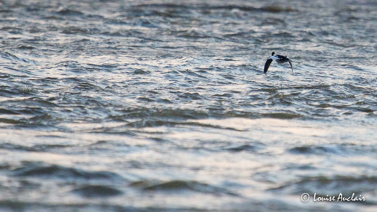 Common Goldeneye - Louise Auclair