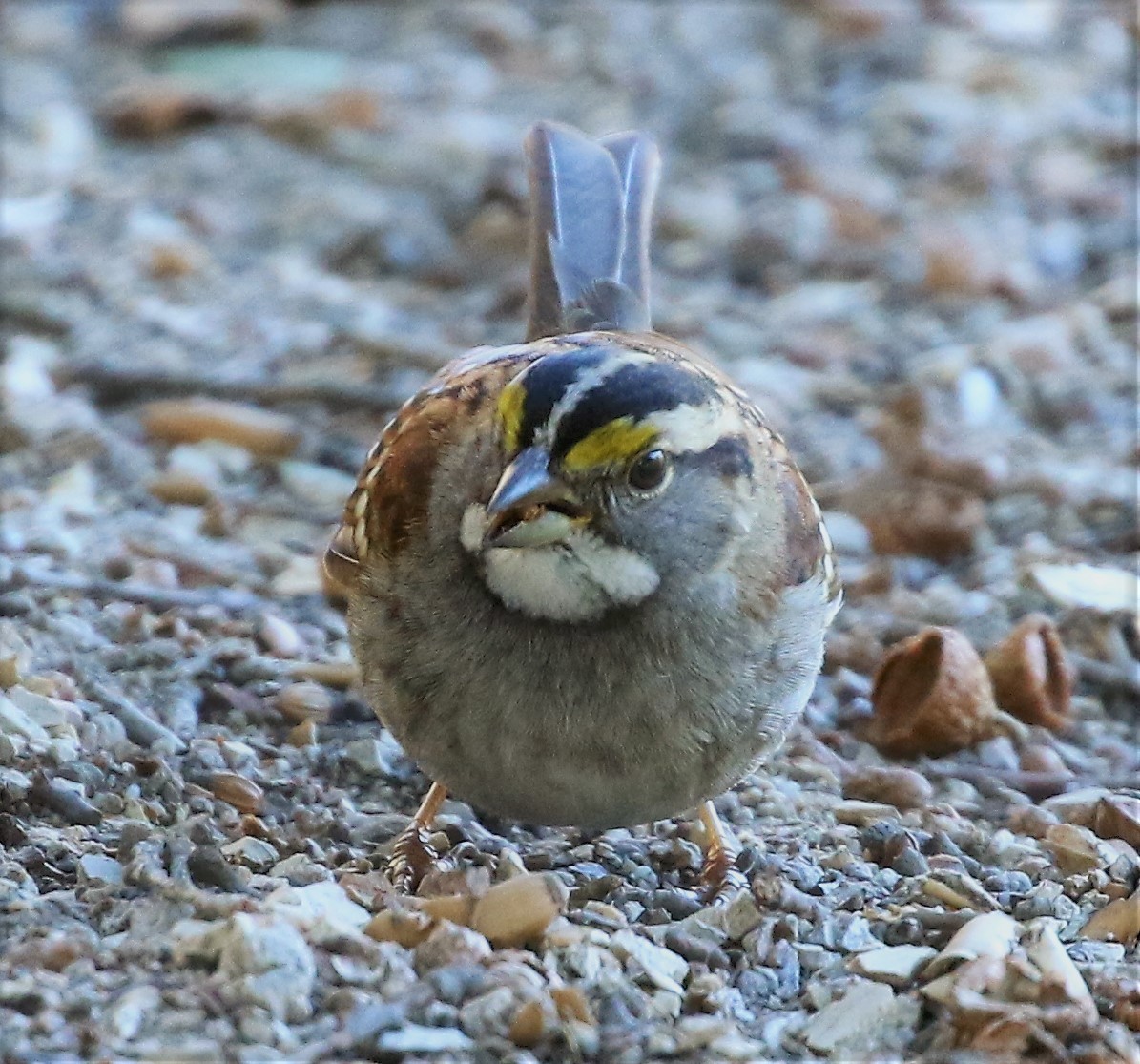 White-throated Sparrow - ML77483031