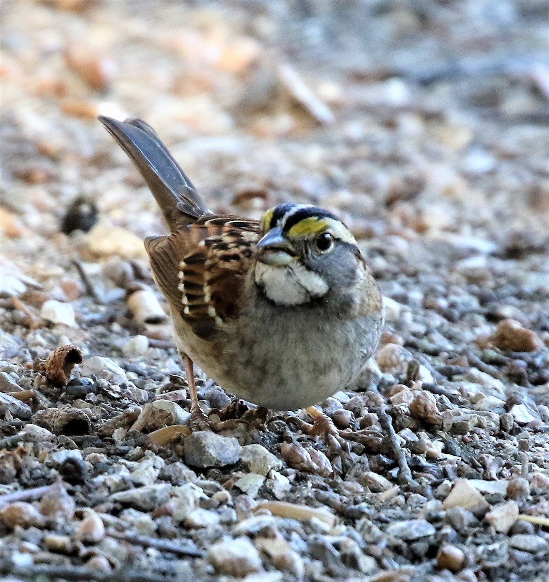White-throated Sparrow - ML77483041