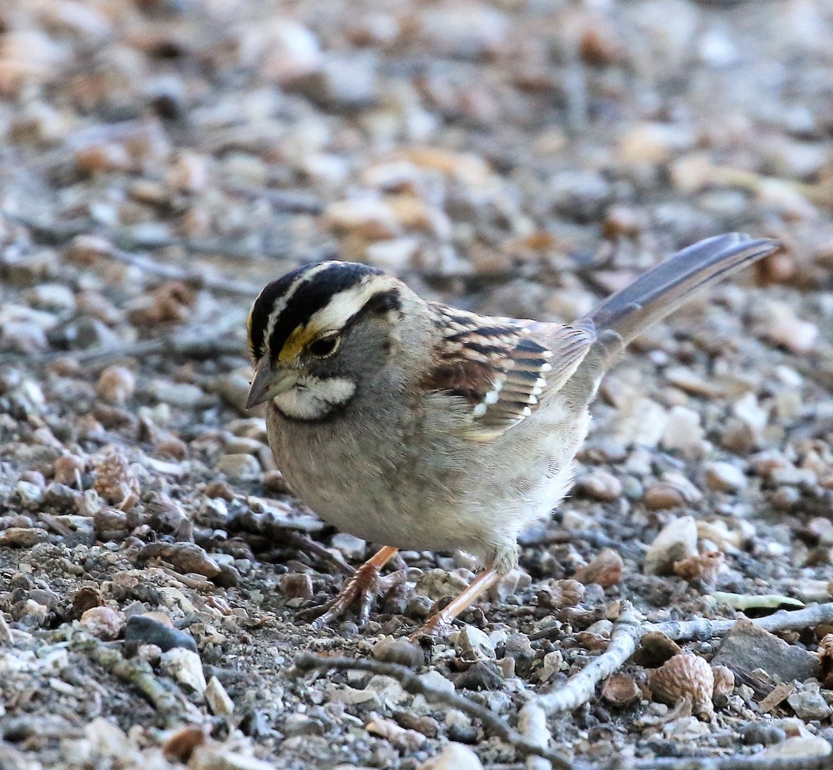 White-throated Sparrow - ML77483051