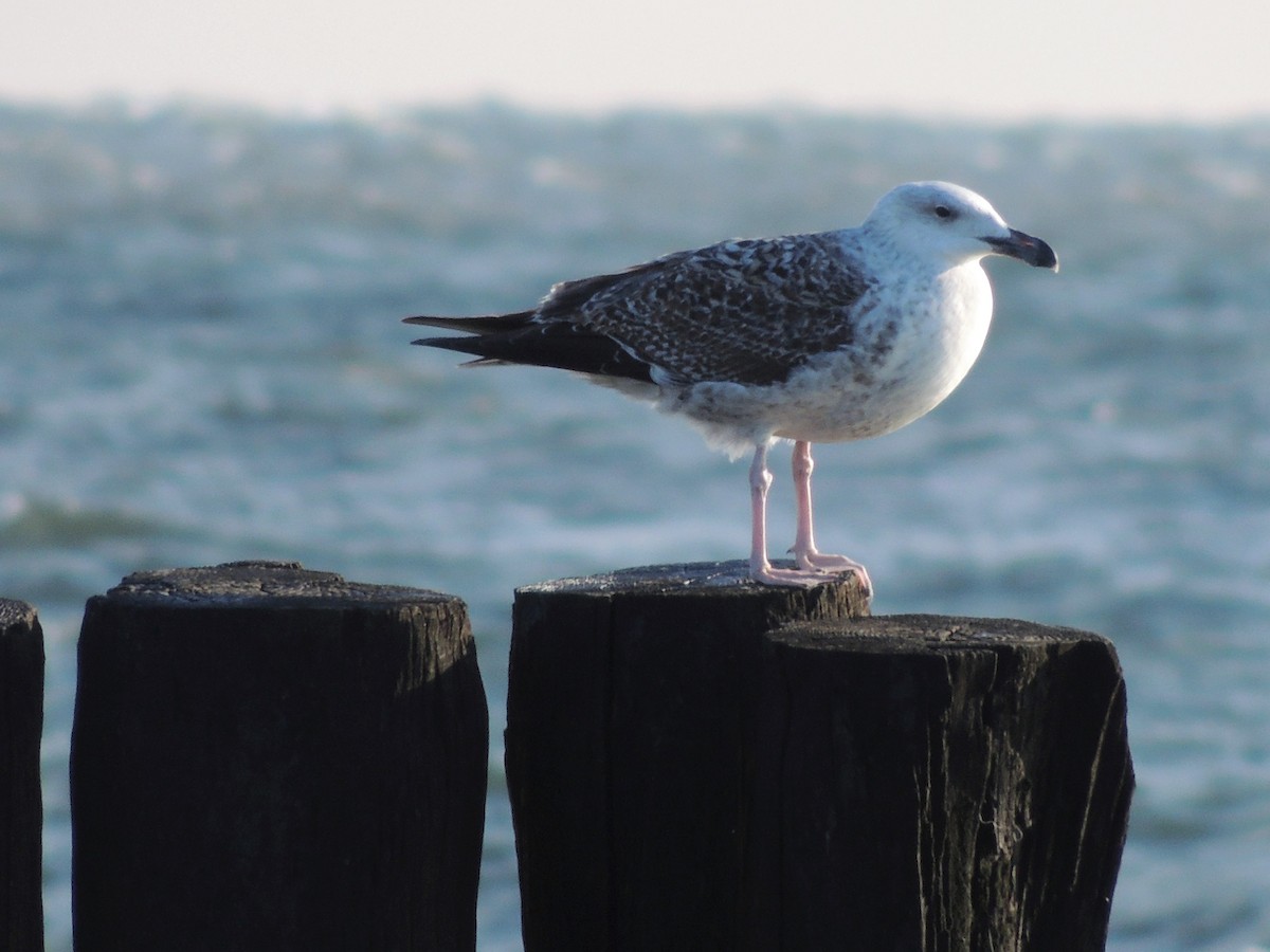 Great Black-backed Gull - ML77485271