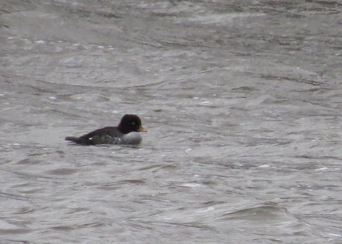 Barrow's Goldeneye - Patrice Franche