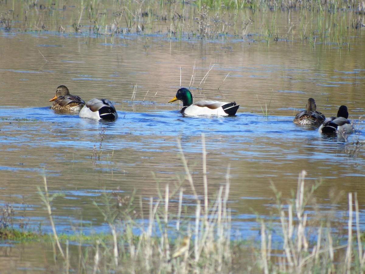 Canard colvert - ML77485651