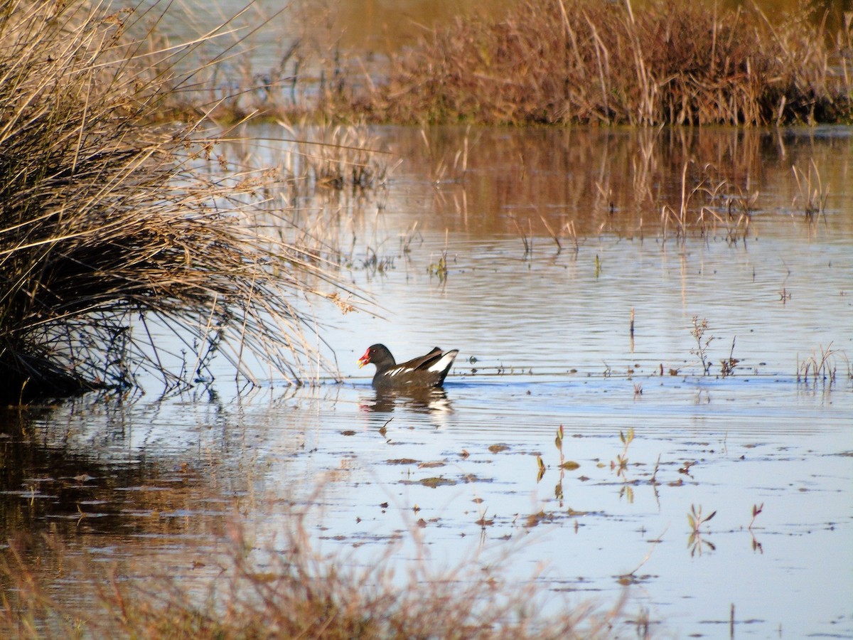 Eurasian Moorhen - ML77485971