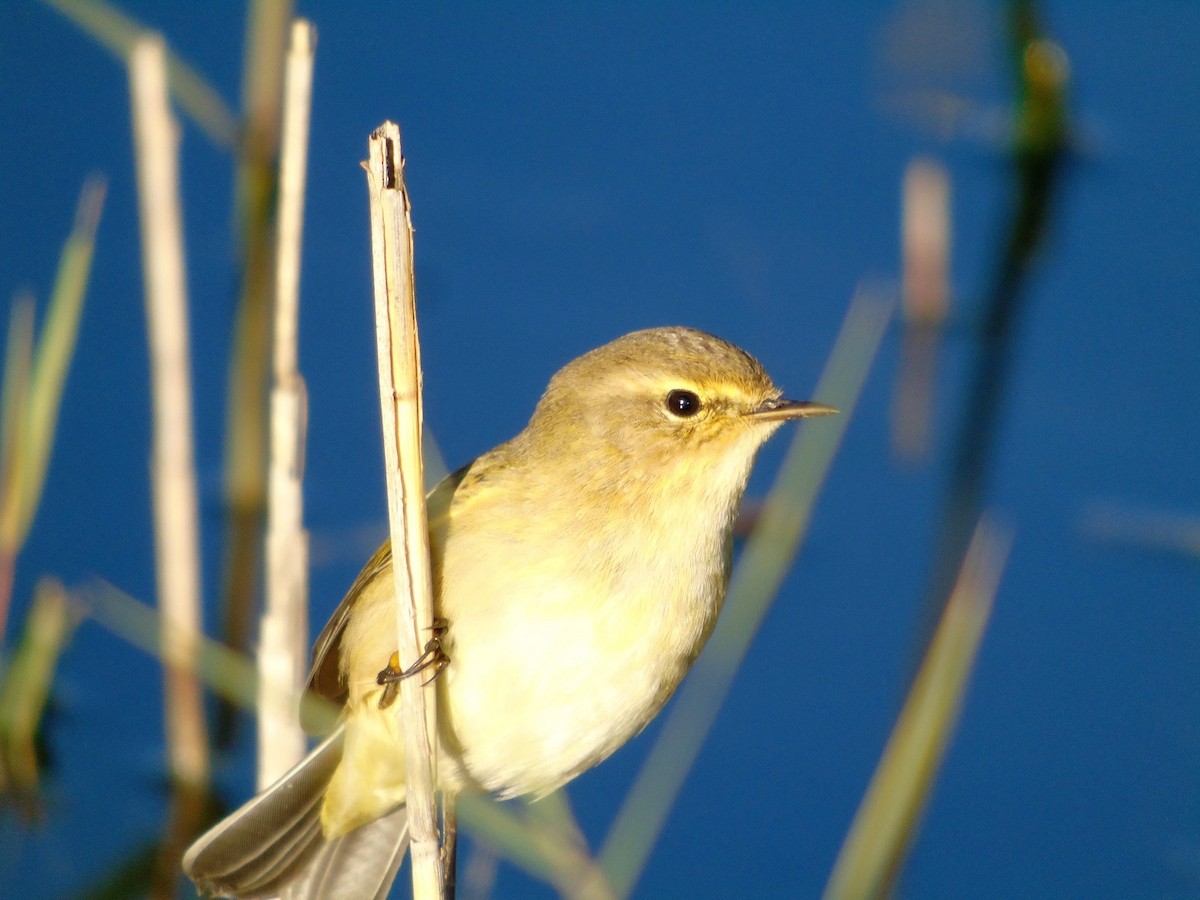 Common Chiffchaff - ML77486721