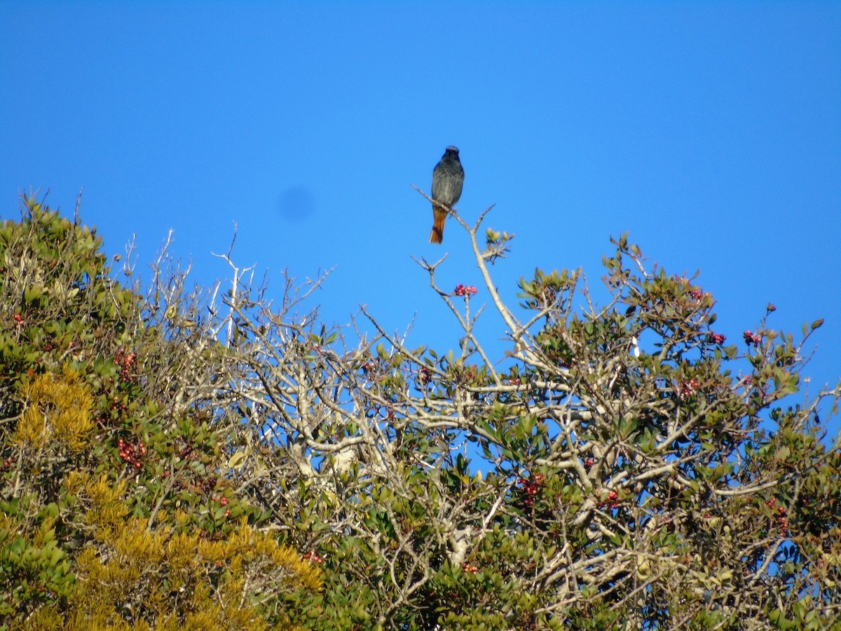 赭紅尾鴝 - ML77486831