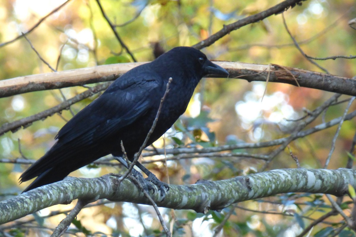 American Crow - ML77487501