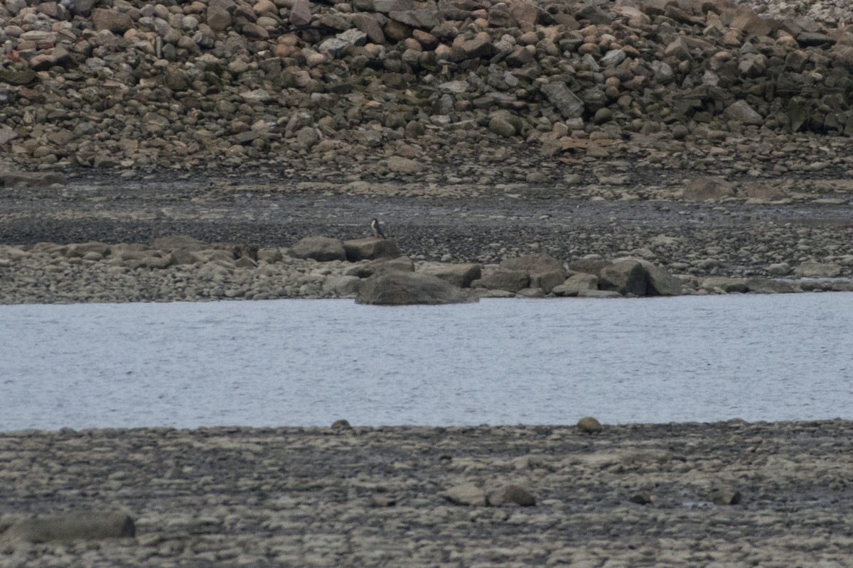 Peregrine Falcon - ML77487551