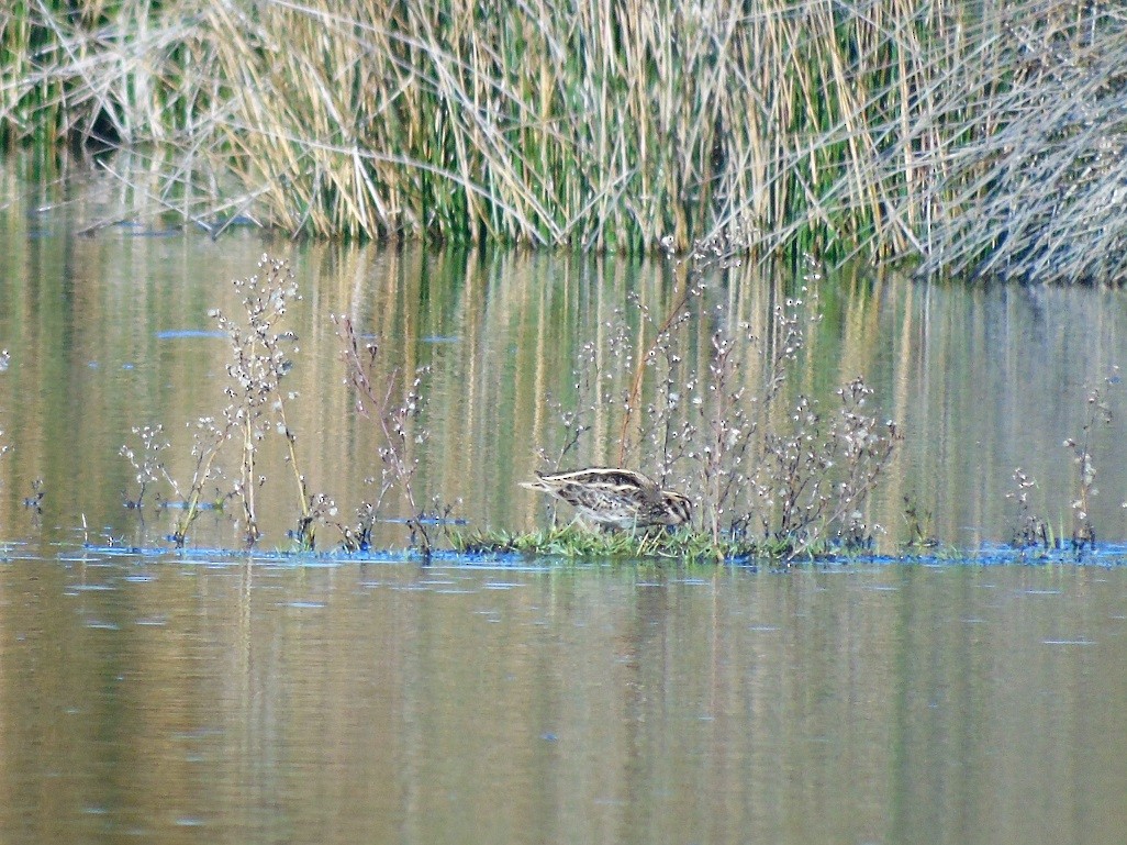 Jack Snipe - ML77488421