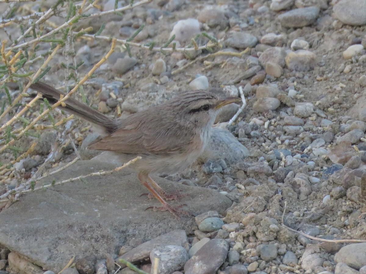 Scrub Warbler - ML77489621
