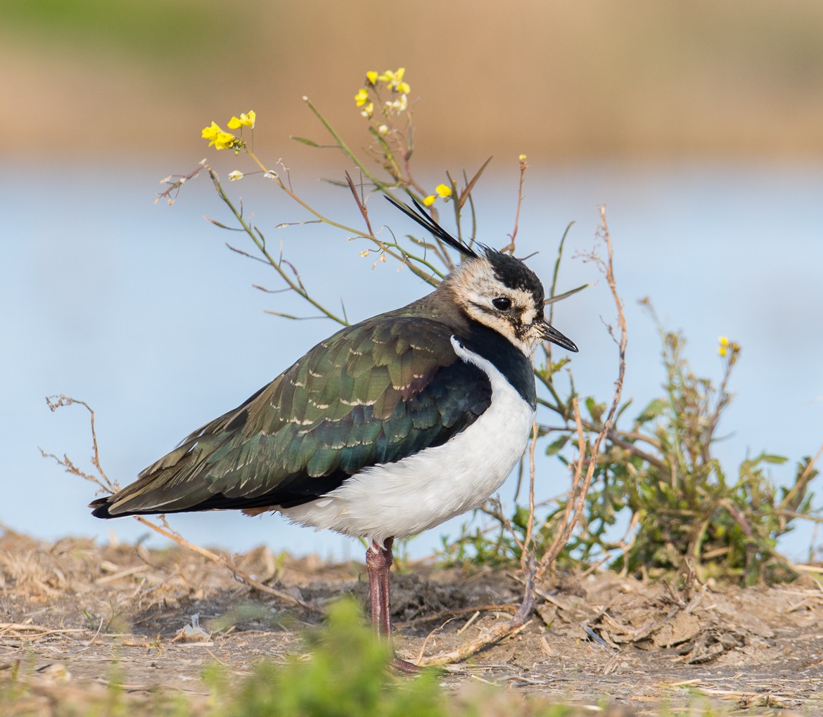 Northern Lapwing - ML77489791