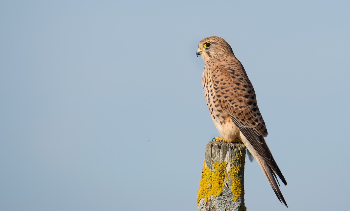 Eurasian Kestrel - ML77490041