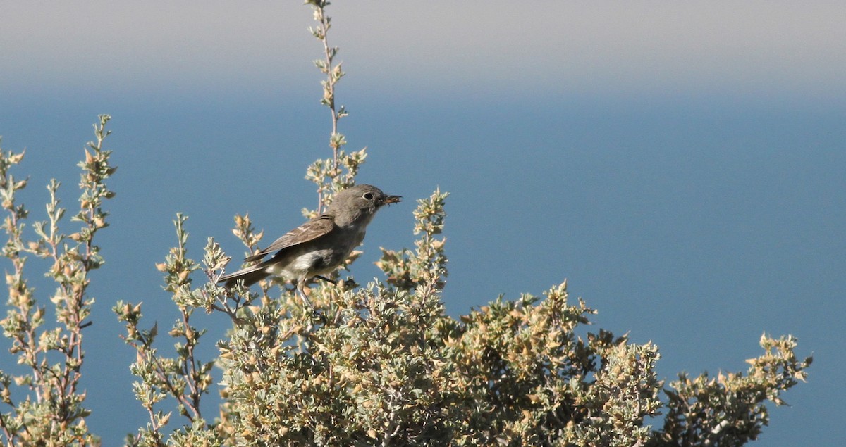 Gray Flycatcher - Jay McGowan