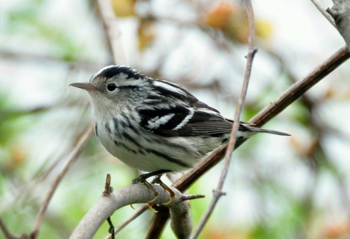 Black-and-white Warbler - ML77496391