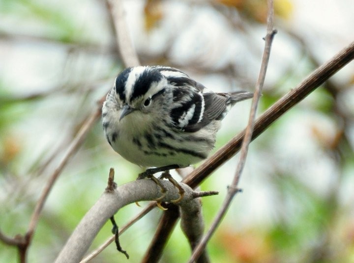 Black-and-white Warbler - ML77496401