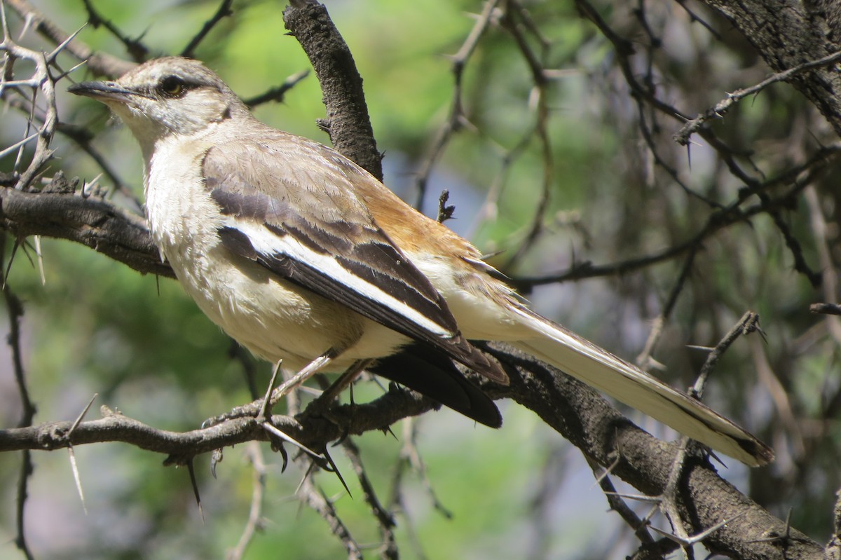 White-banded Mockingbird - ML77496771