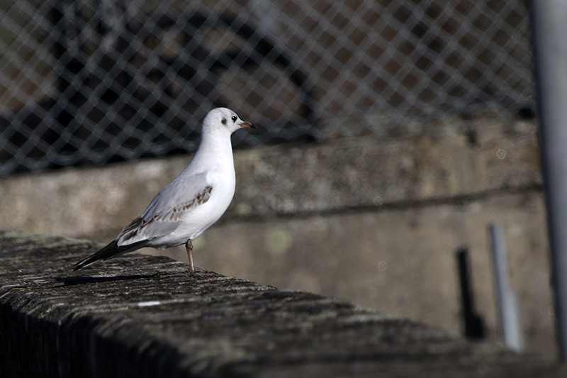 Black-headed Gull - ML77497181