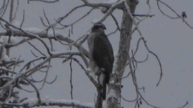 American Goshawk - Robin Collman