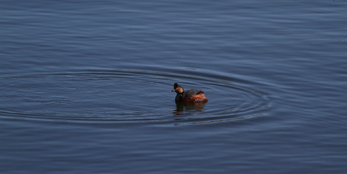 Eared Grebe - Jay McGowan