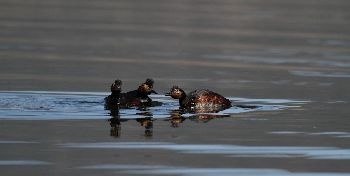 Eared Grebe - Jay McGowan