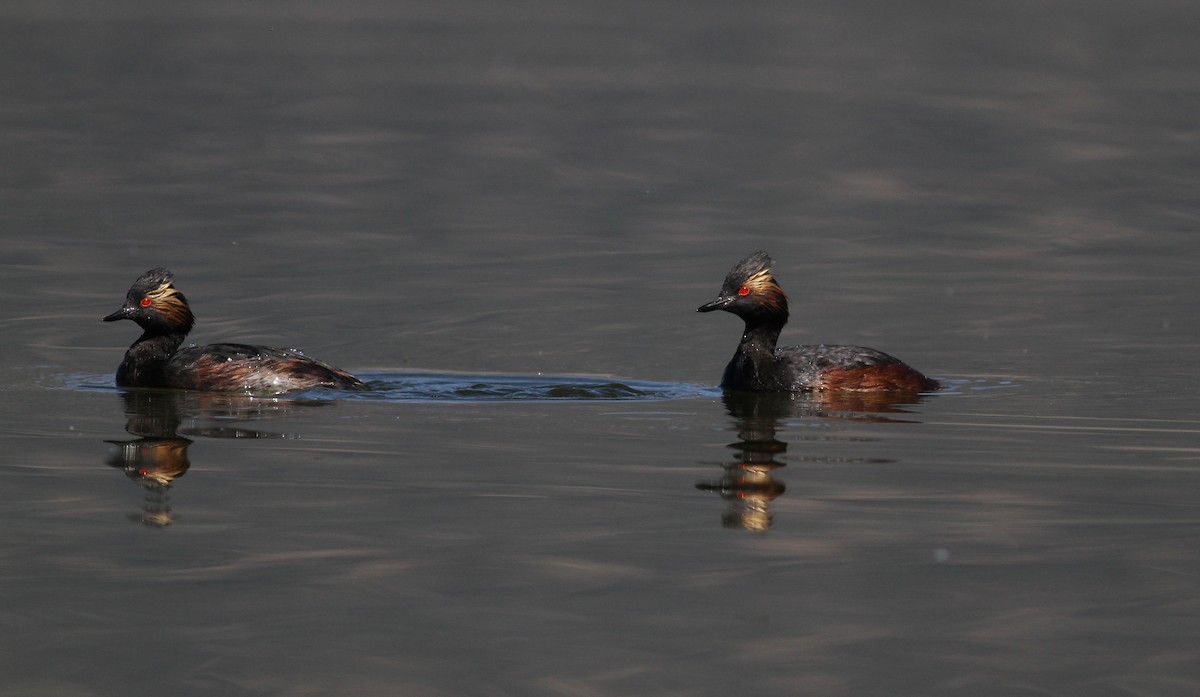 Eared Grebe - Jay McGowan