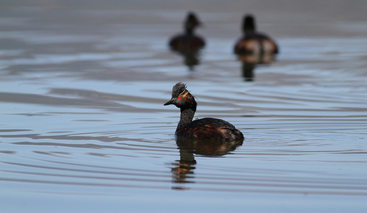 Eared Grebe - Jay McGowan