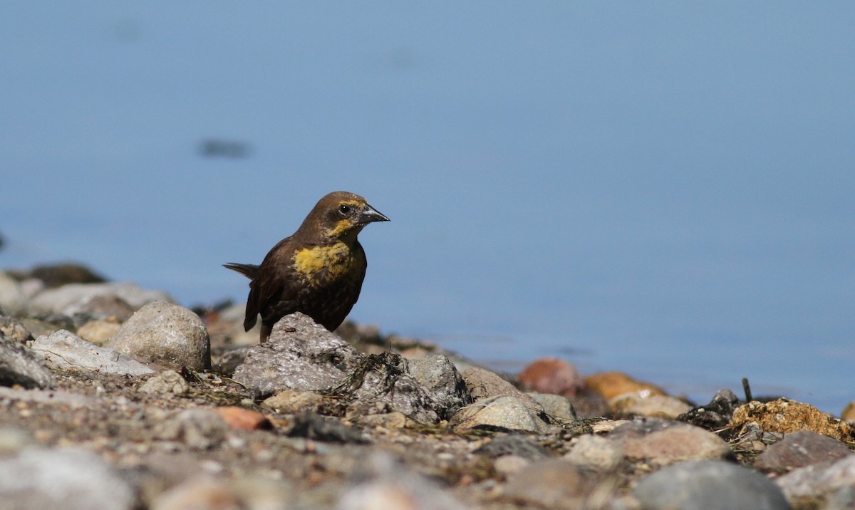 Yellow-headed Blackbird - Jay McGowan