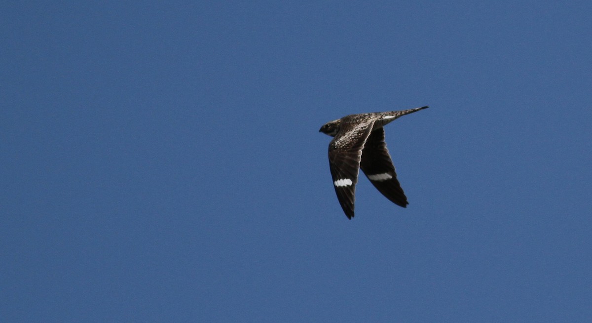 Common Nighthawk - Jay McGowan