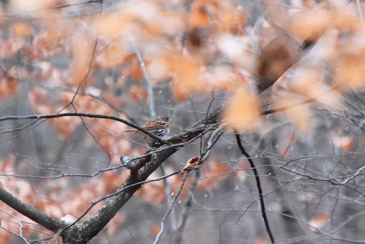 Fox Sparrow - ML77497901