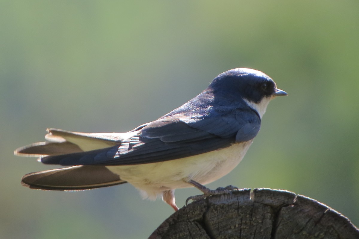 Chilean Swallow - ML77497961