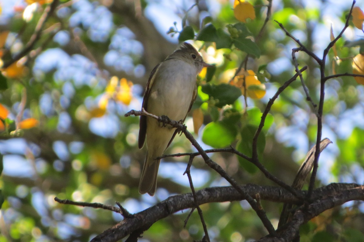 White-crested Elaenia - ML77498131