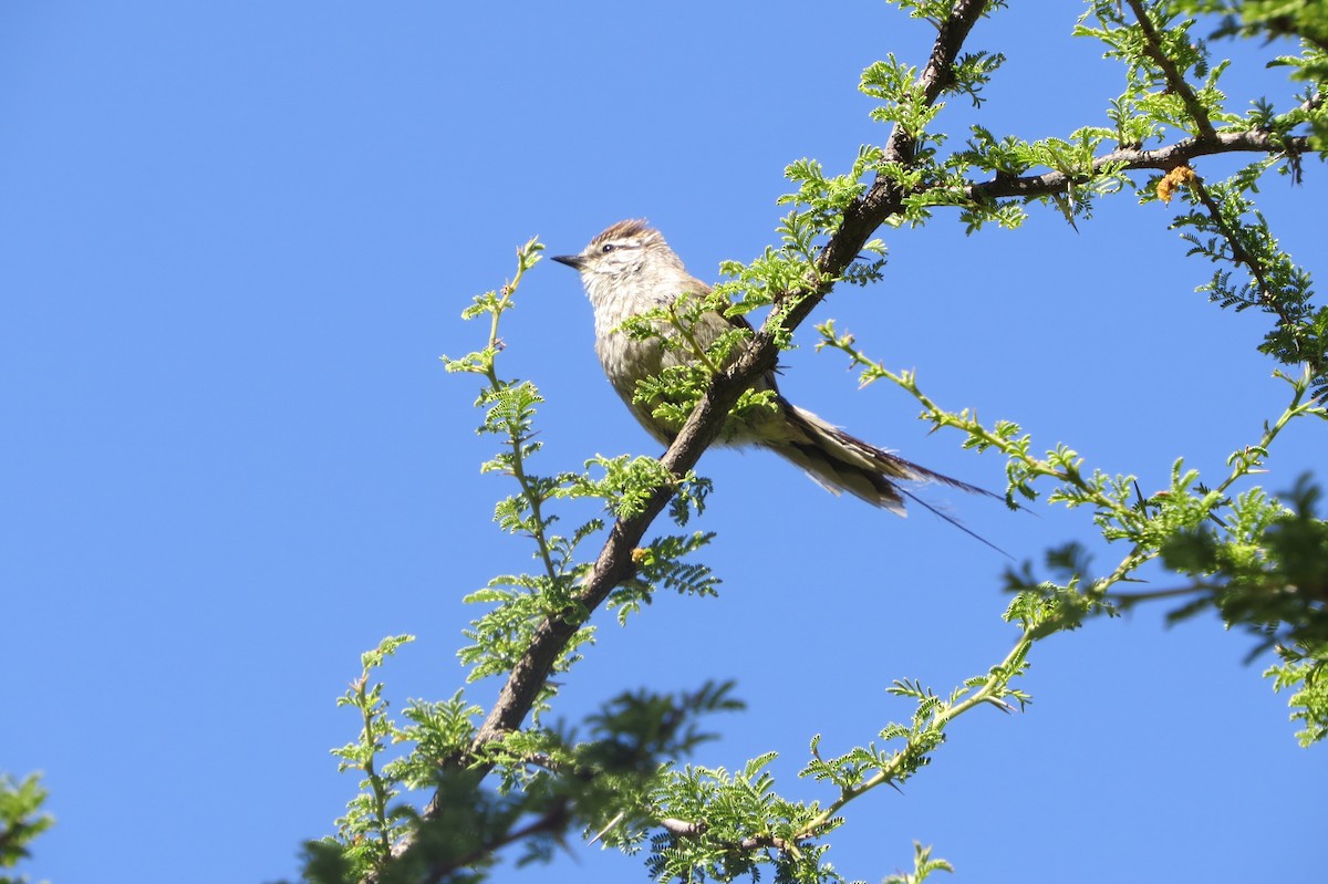 Plain-mantled Tit-Spinetail - ML77498161