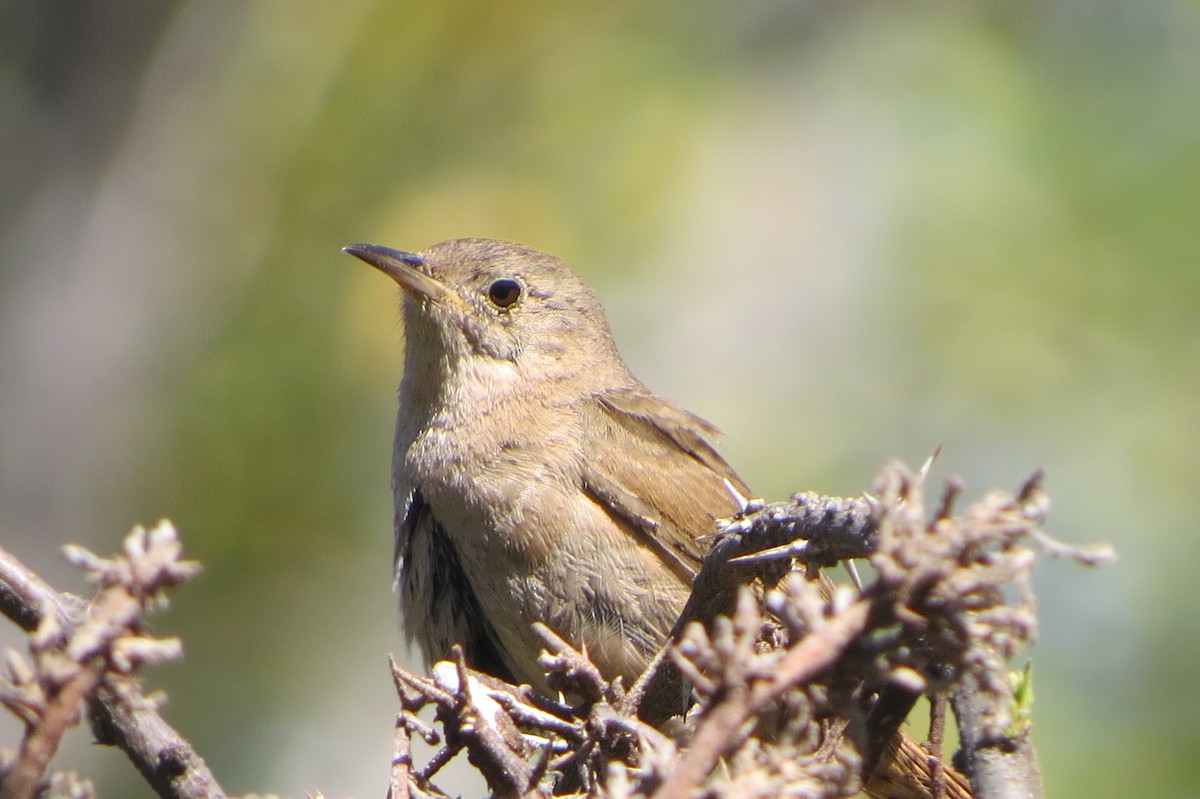 House Wren - ML77498211