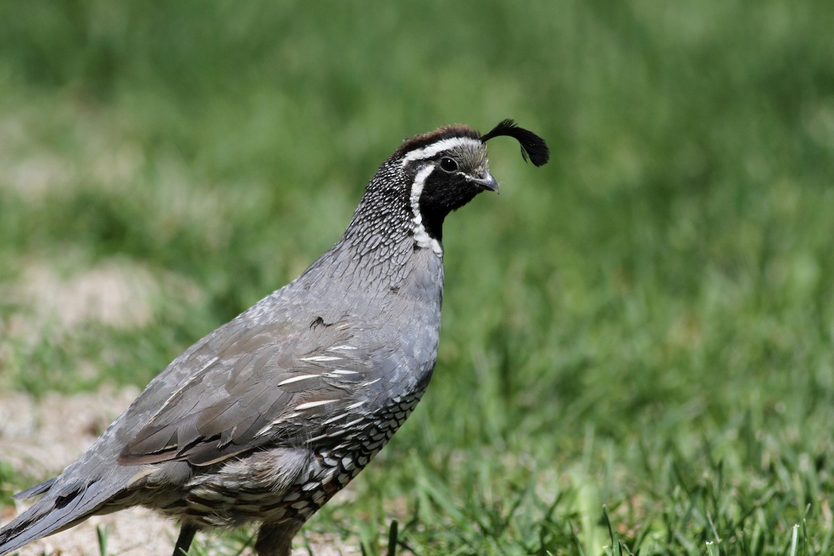 California Quail - ML77498551