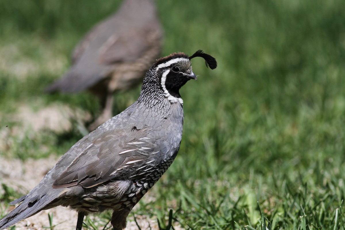 California Quail - ML77498561