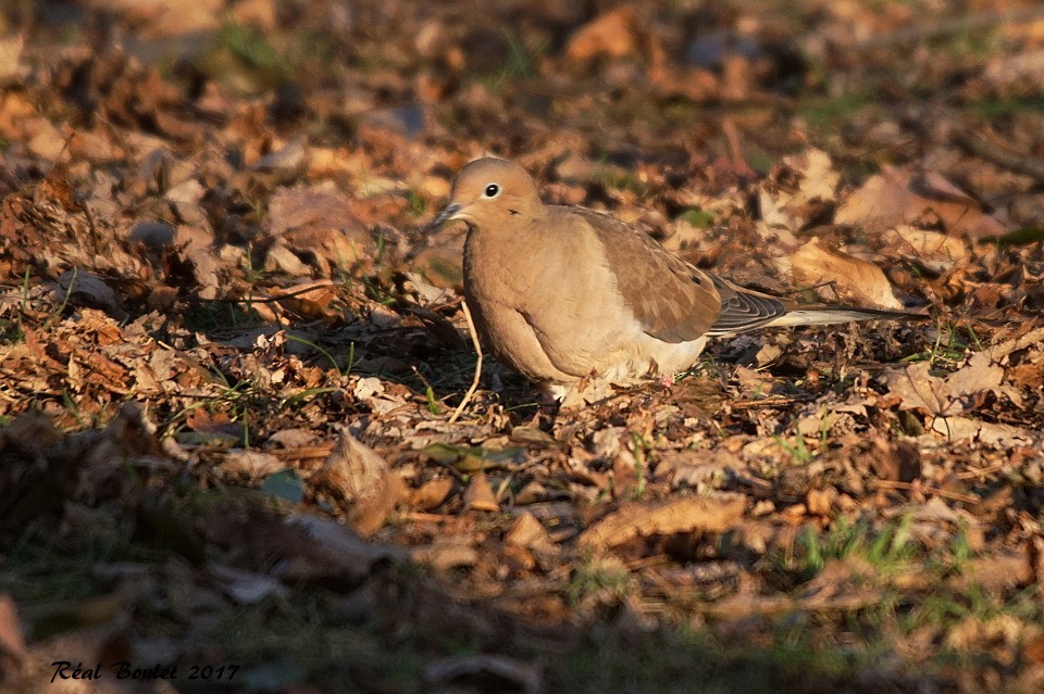 Mourning Dove - ML77499551