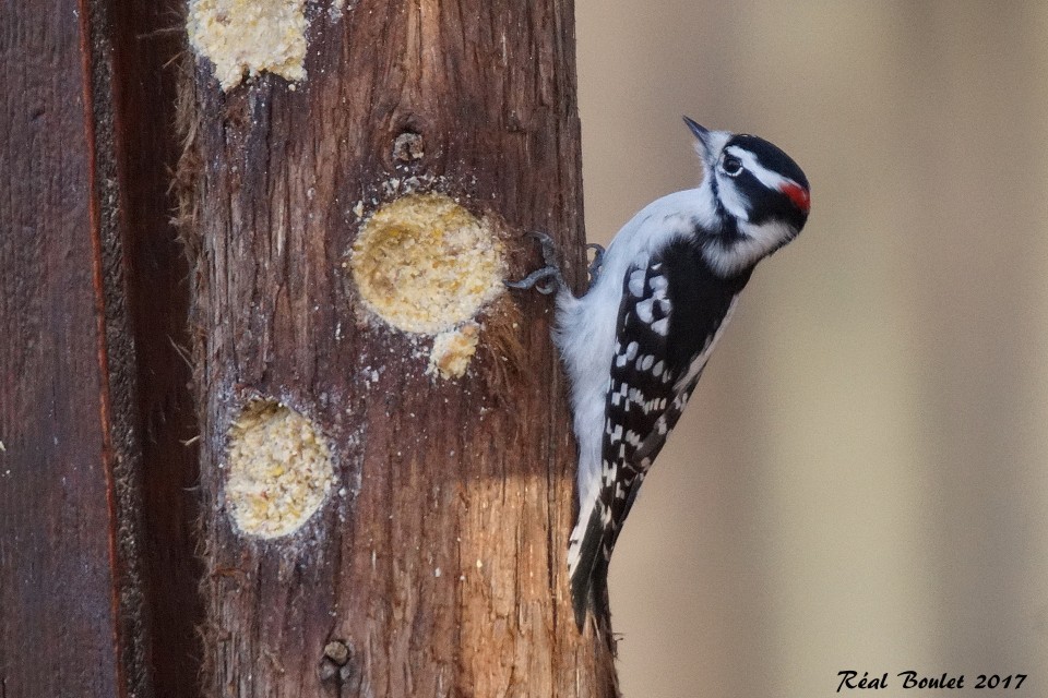 Downy Woodpecker - Réal Boulet 🦆