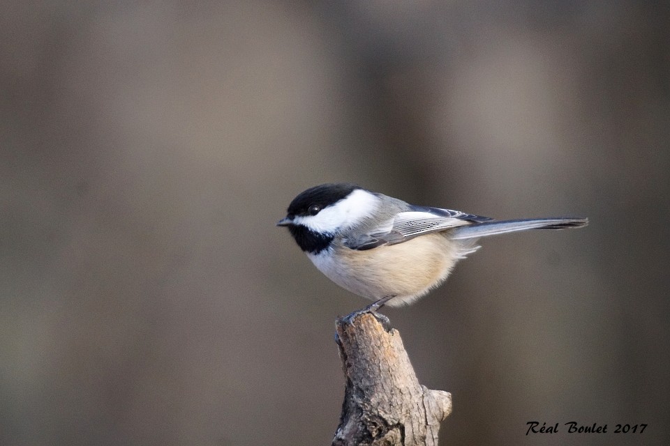 Black-capped Chickadee - Réal Boulet 🦆