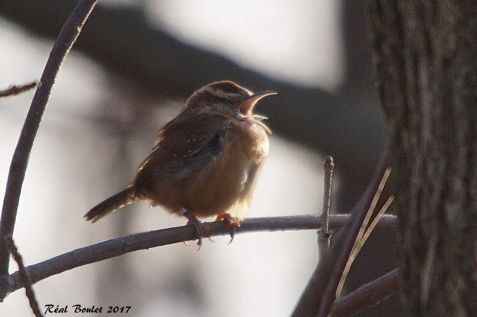 Carolina Wren - Réal Boulet 🦆