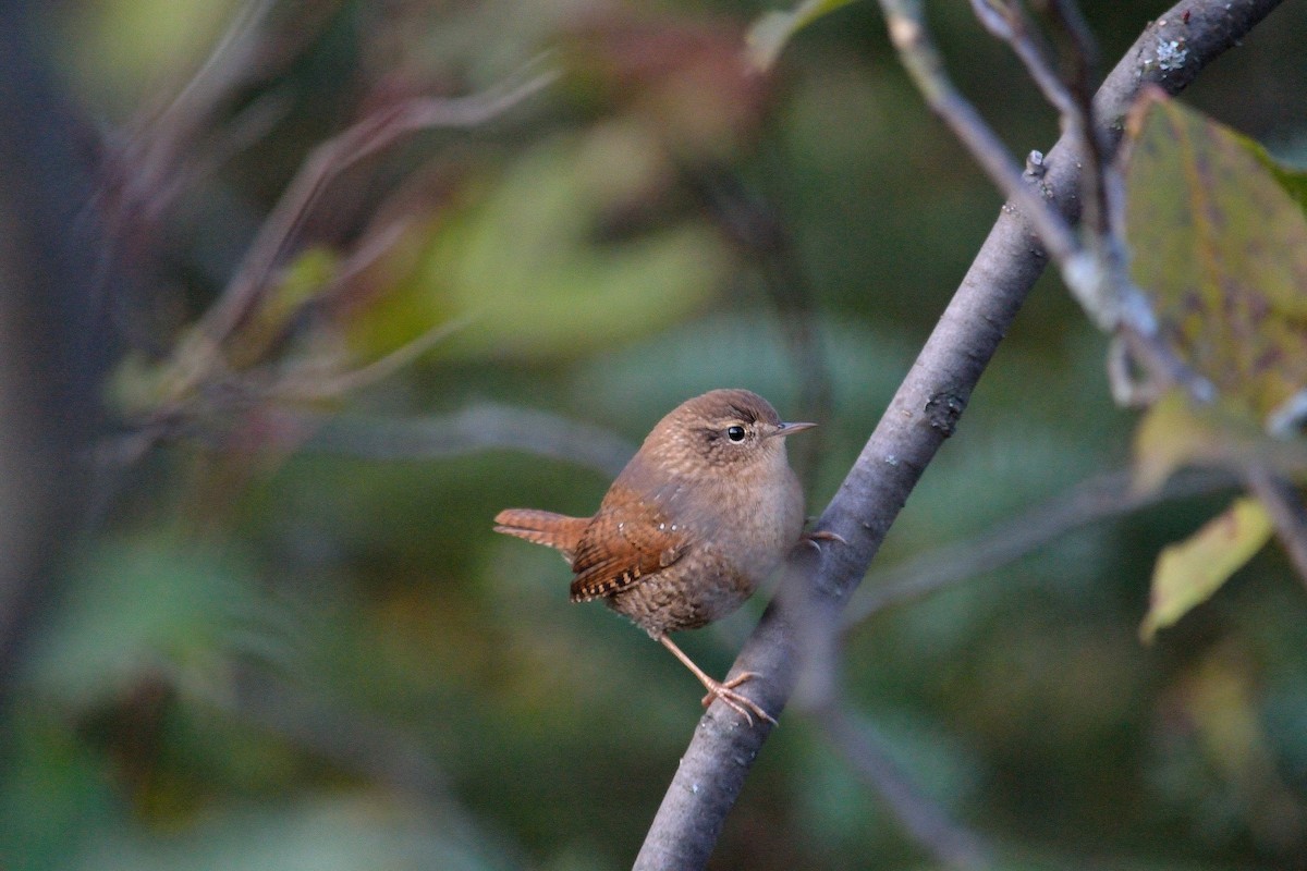 Winter Wren - ML77506891