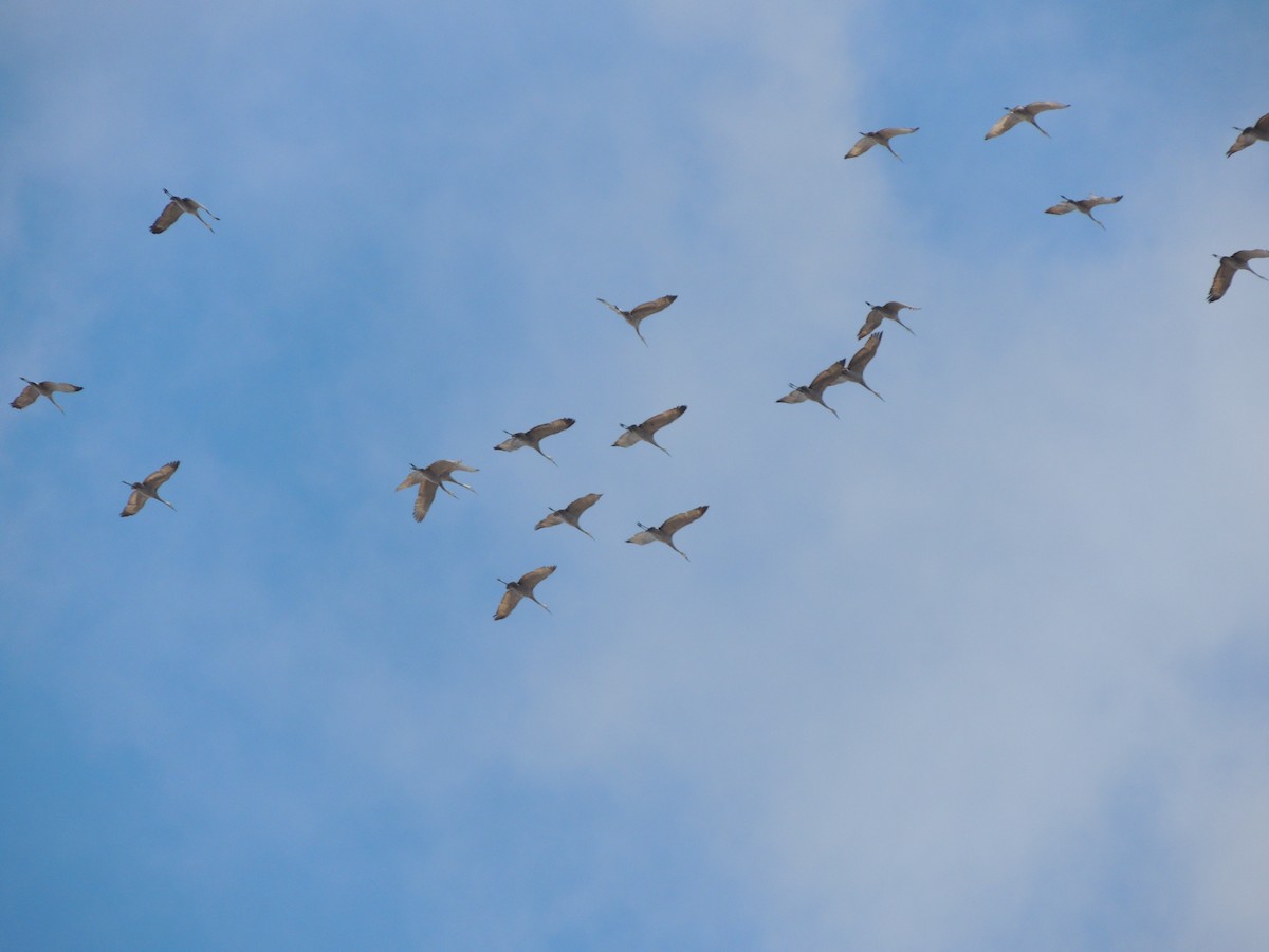 Sandhill Crane - ML77507951