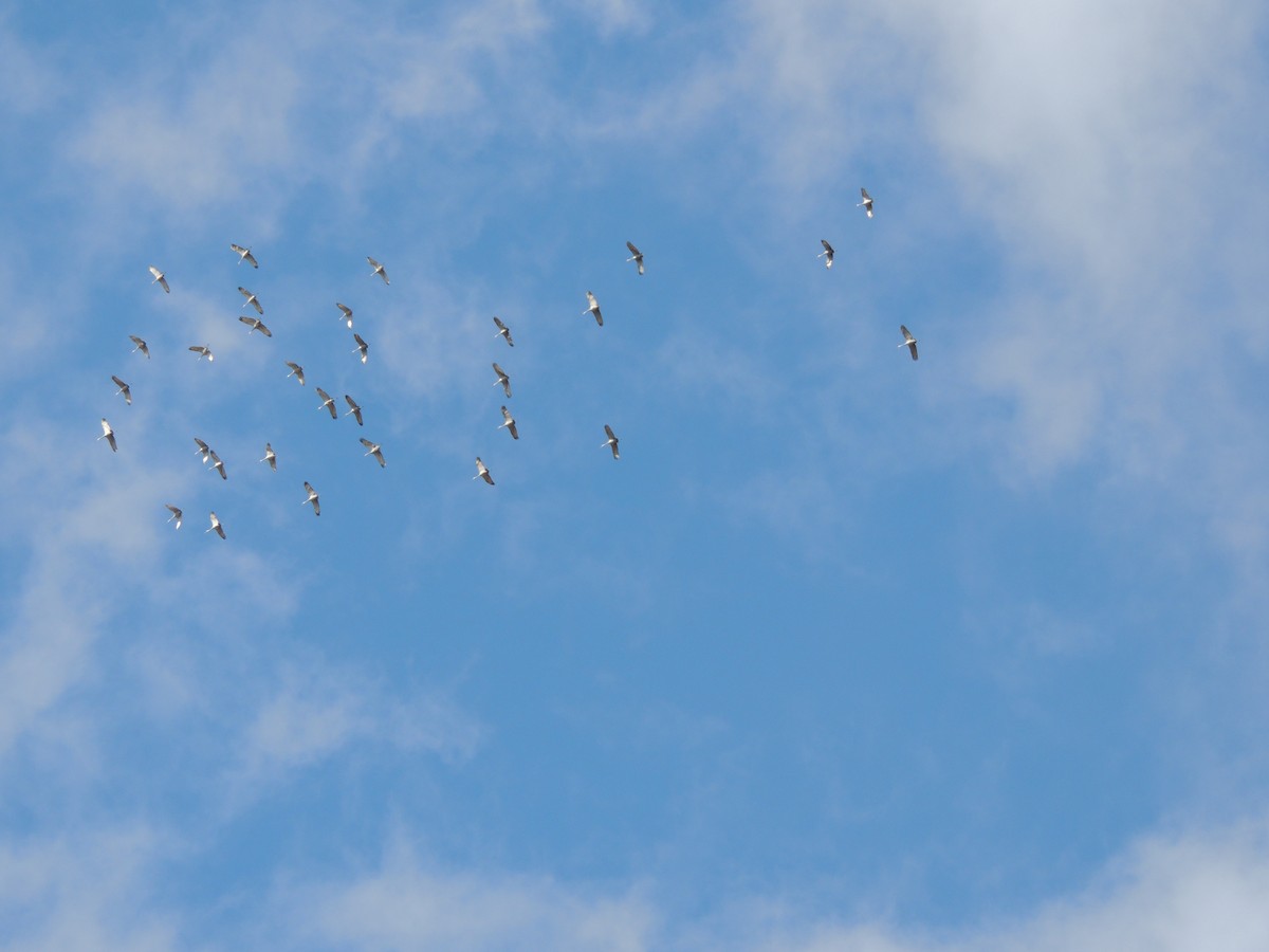 Sandhill Crane - ML77507961