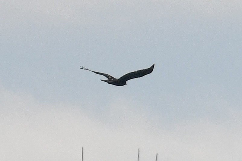 Golden Eagle - George Chiu