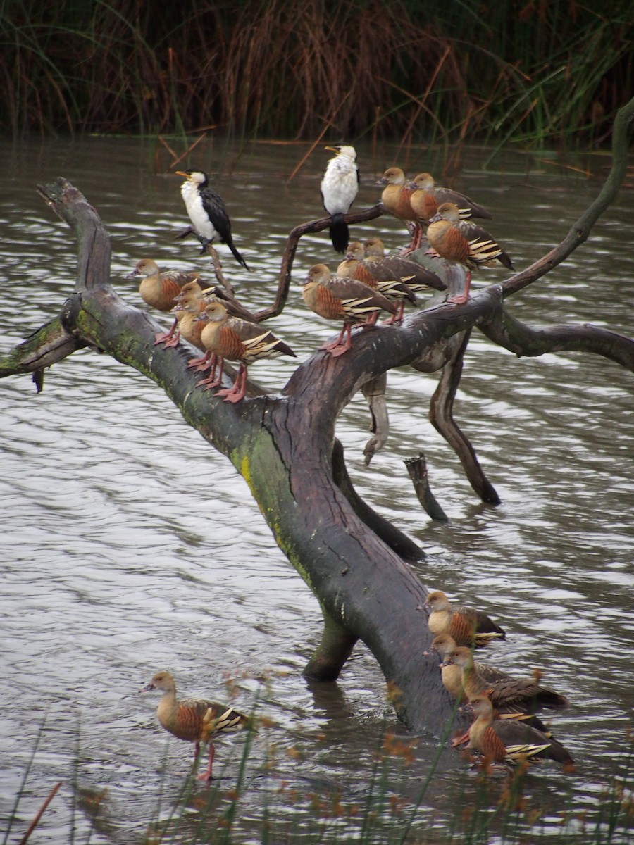 Plumed Whistling-Duck - ML77510161