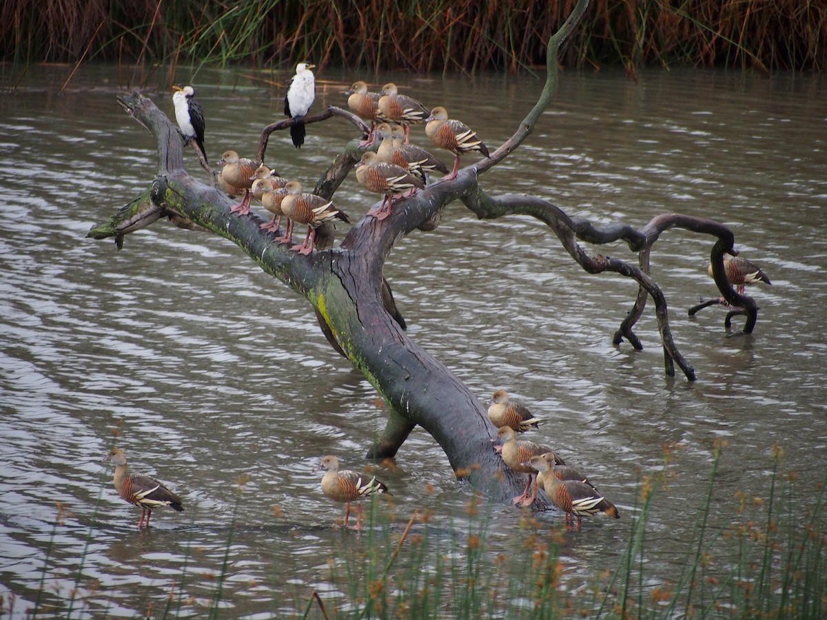 Plumed Whistling-Duck - ML77510371