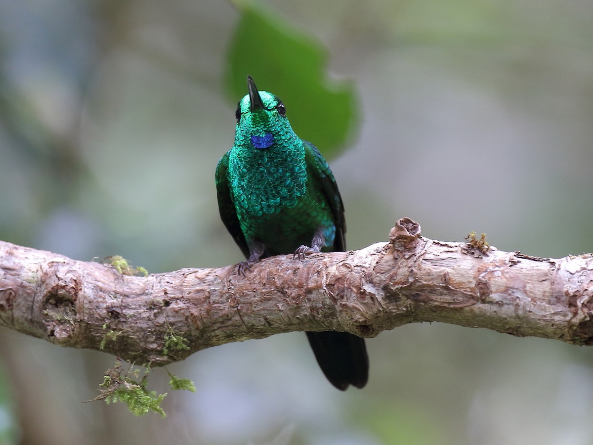 Green-crowned Brilliant - ML77510581