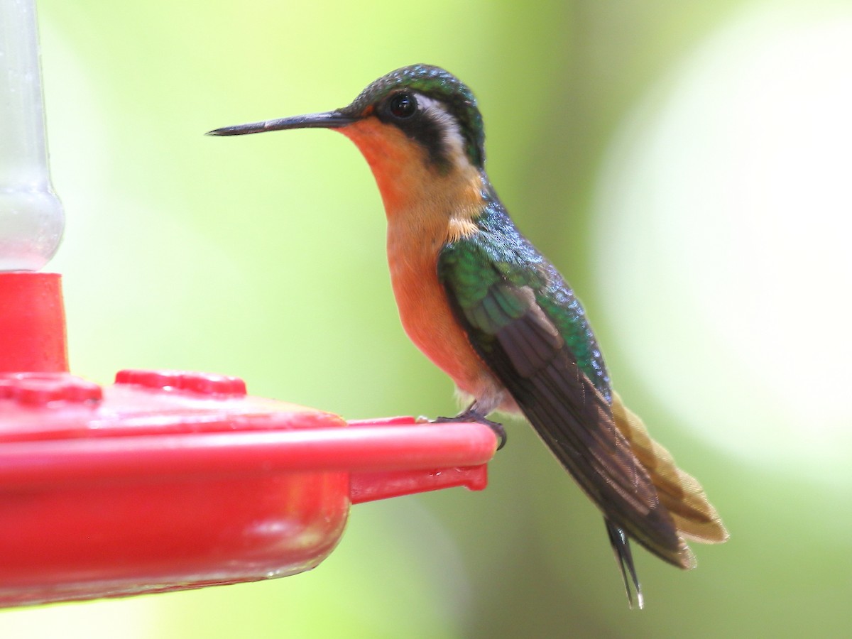 kolibřík fialovohrdlý - ML77510601