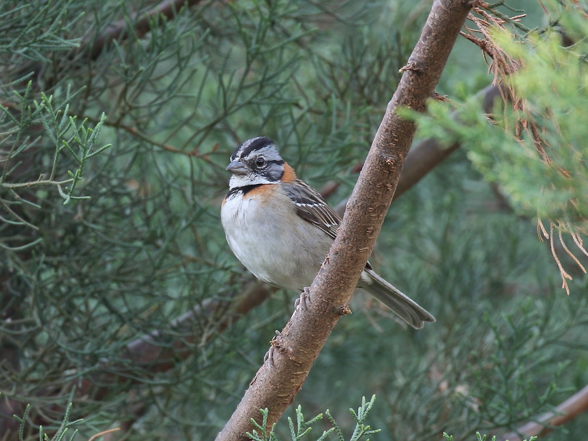 Rufous-collared Sparrow - ML77510921