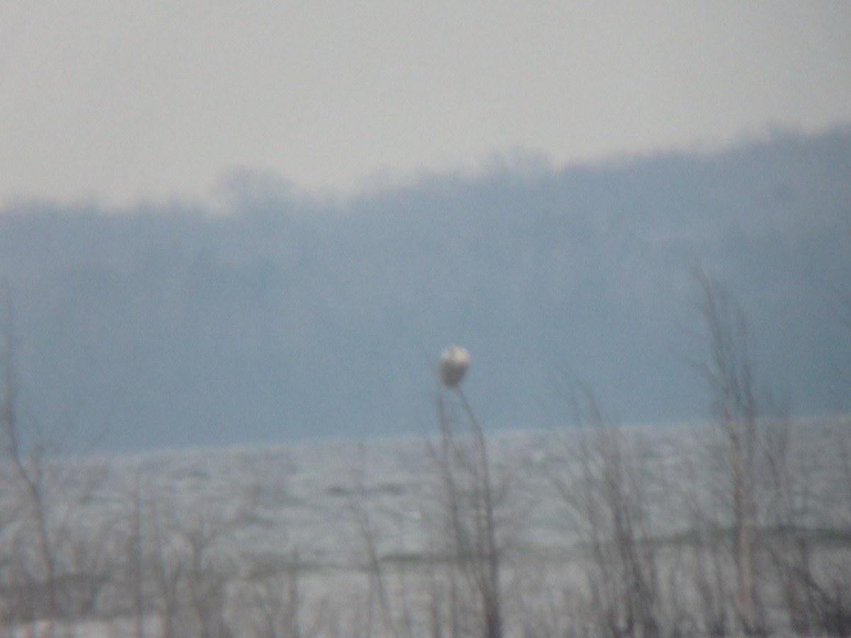 Snowy Owl - ML77511711